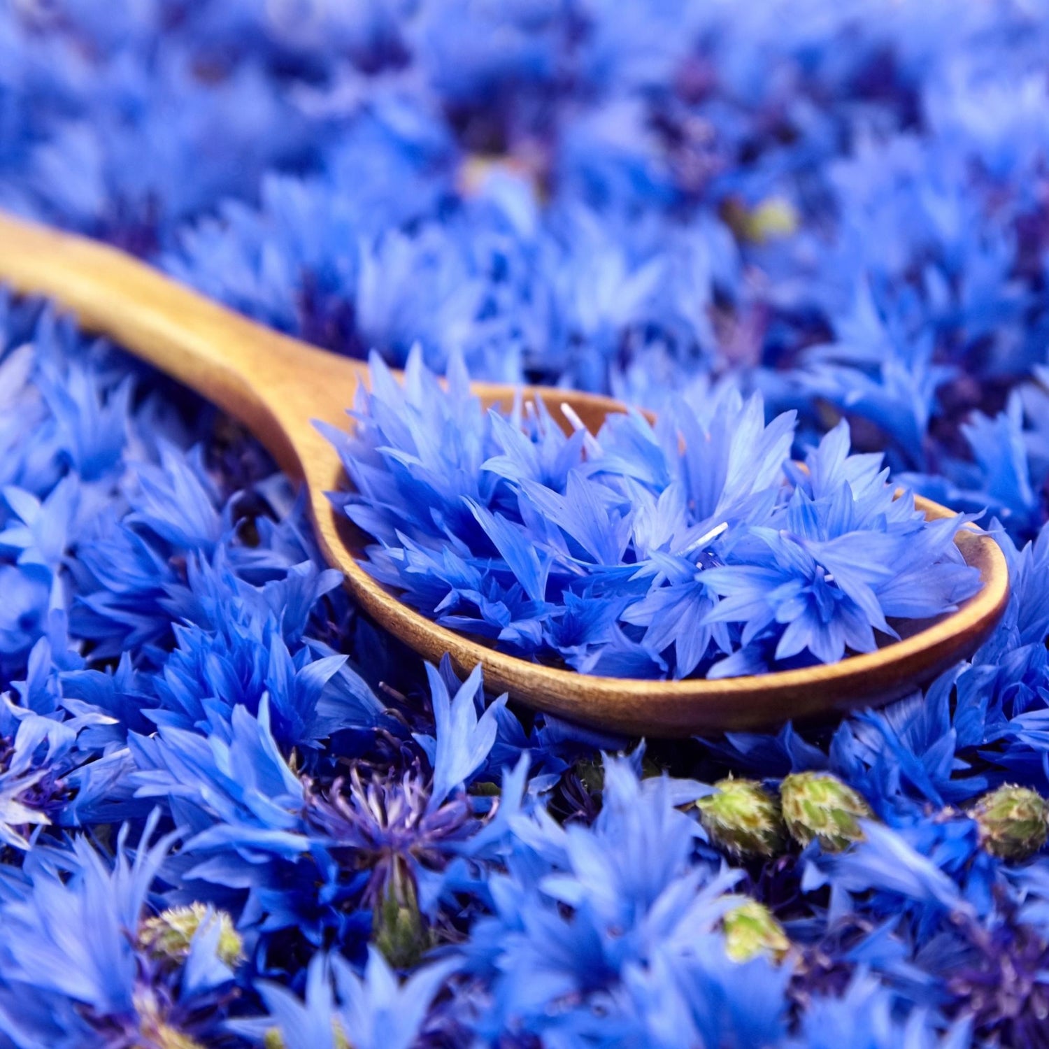 Exclusive-Loose-leaf-Tea-Blends-With-Cornflower-Petals-holy-tea-amsterdam