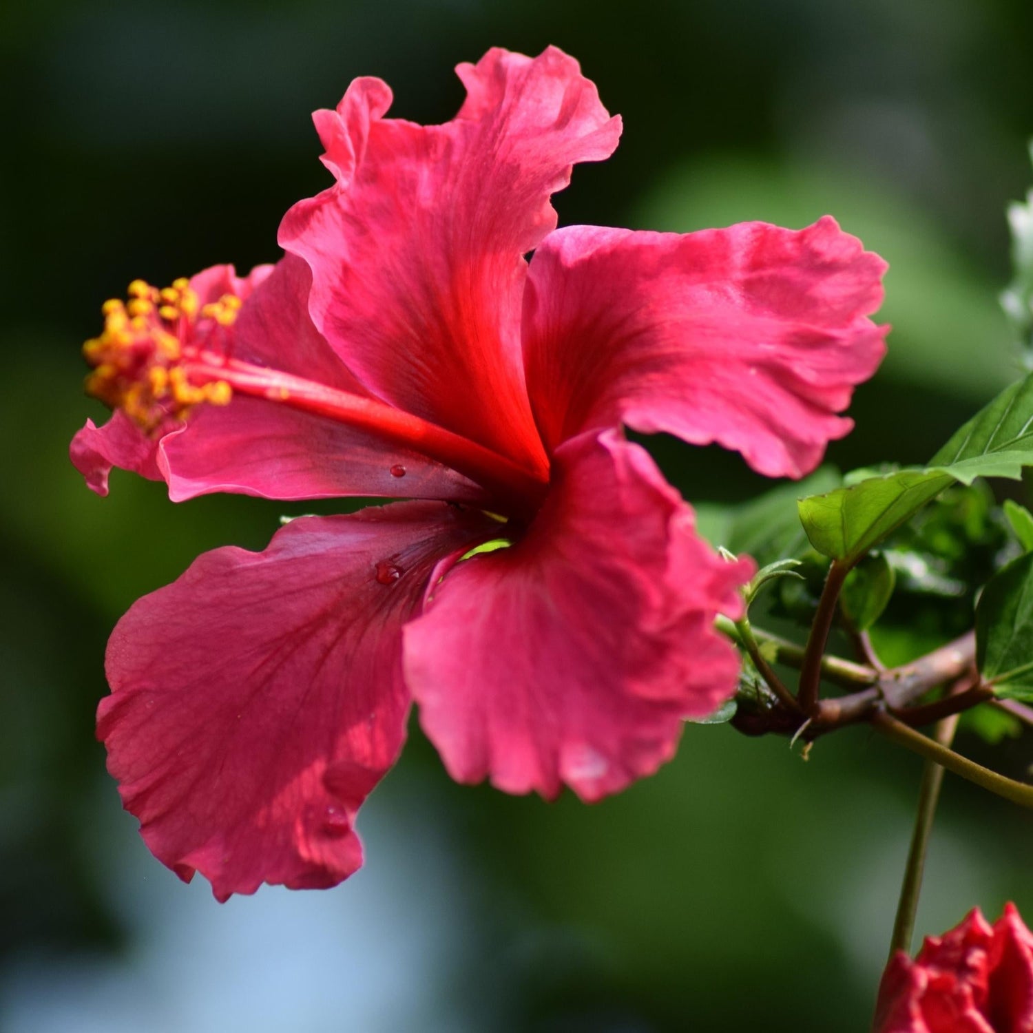 Exclusive-Loose-leaf-Tea-Blends-With-Hibiscus-holy-tea-amsterdam