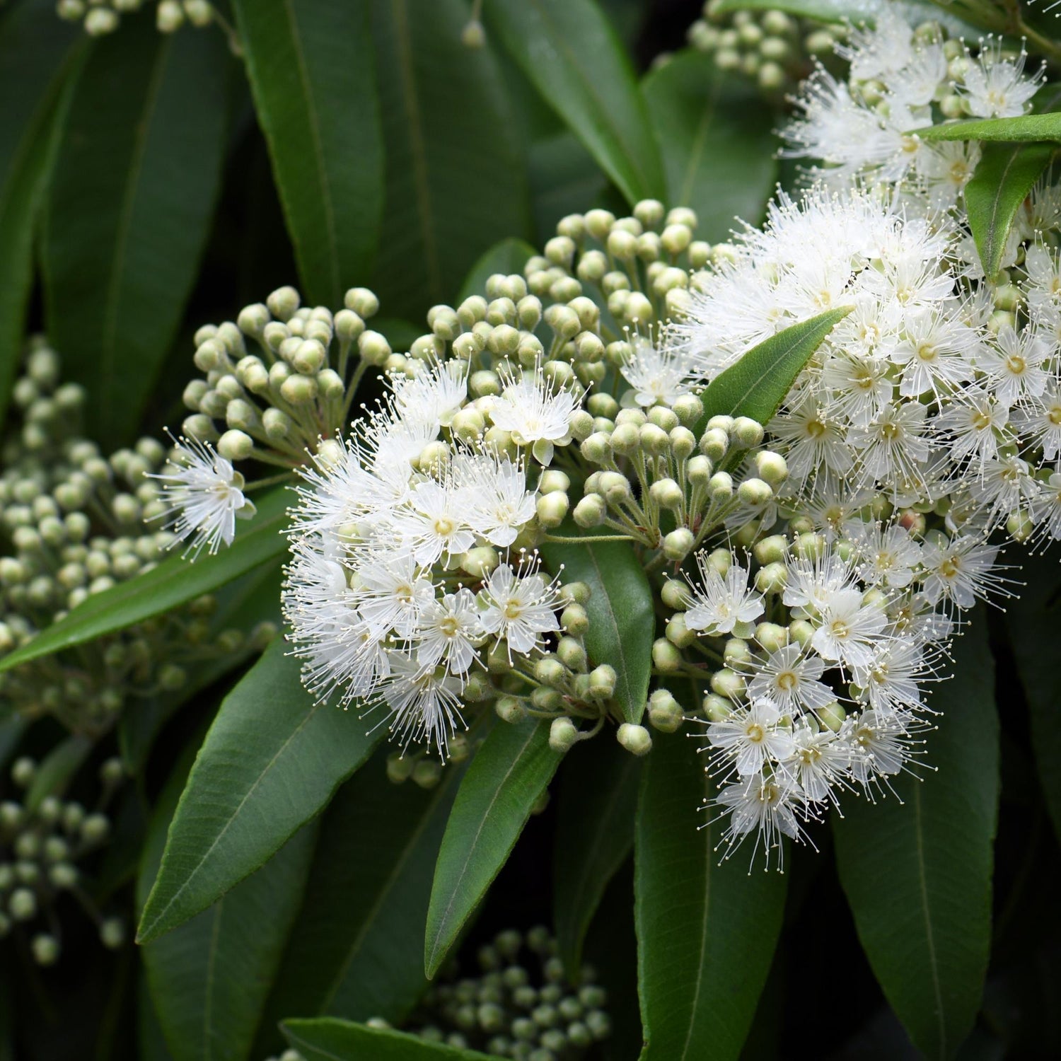 Exclusive-Loose-leaf-Tea-Blends-With-Lemon-Myrtle-holy-tea-amsterdam