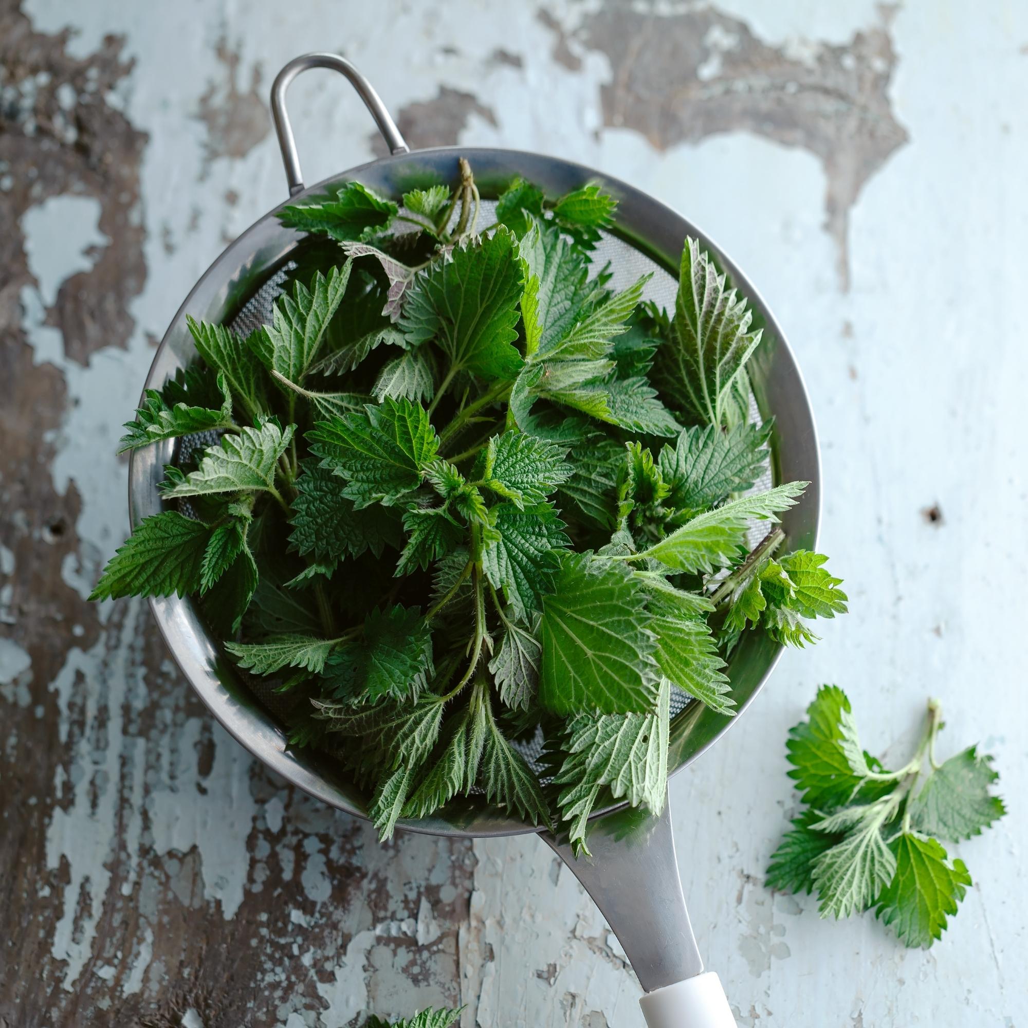 Loose leaf tea blends include Stinging Nettle