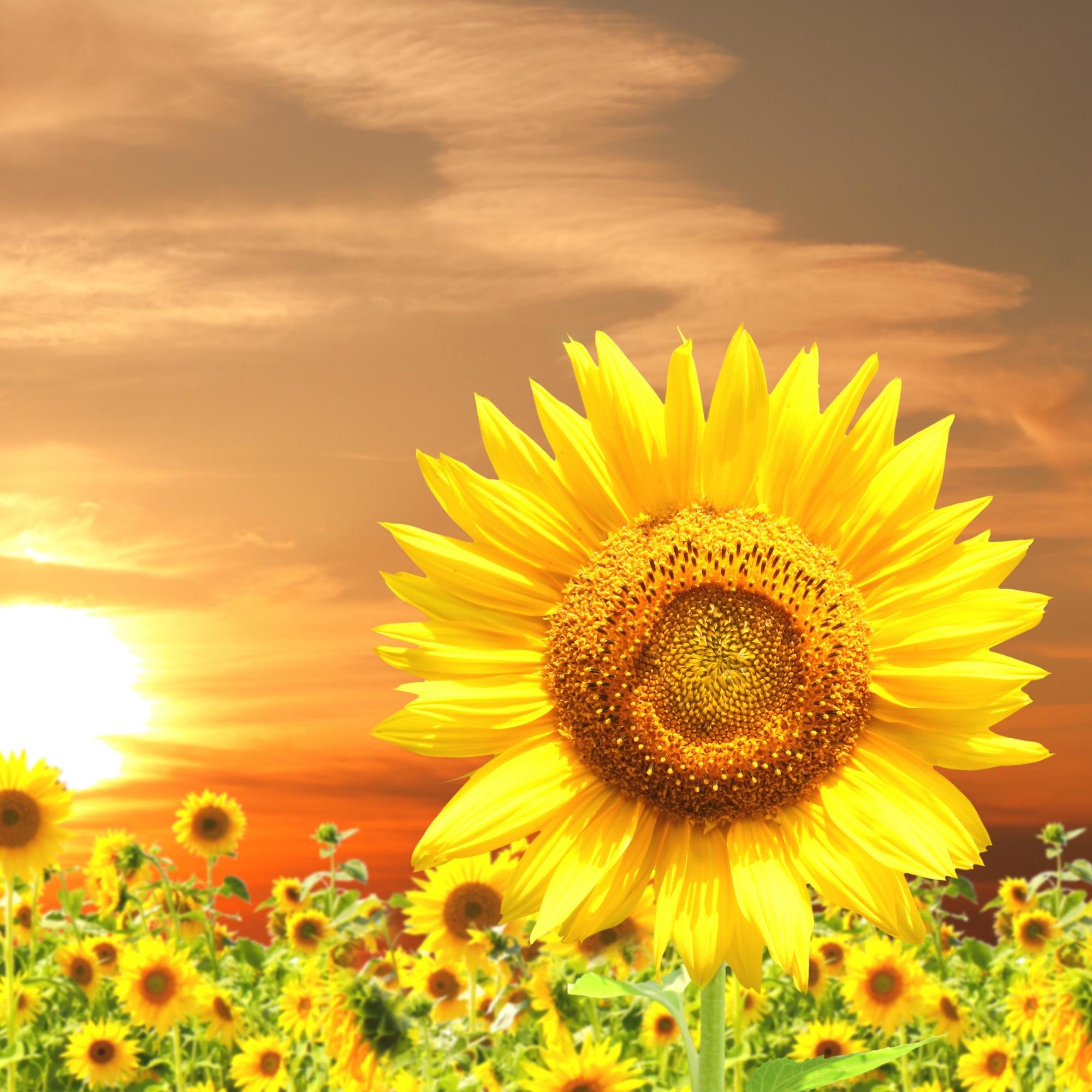 Exclusive-Loose-leaf-Tea-Blends-With-Sunflower-Petals-holy-tea-amsterdam