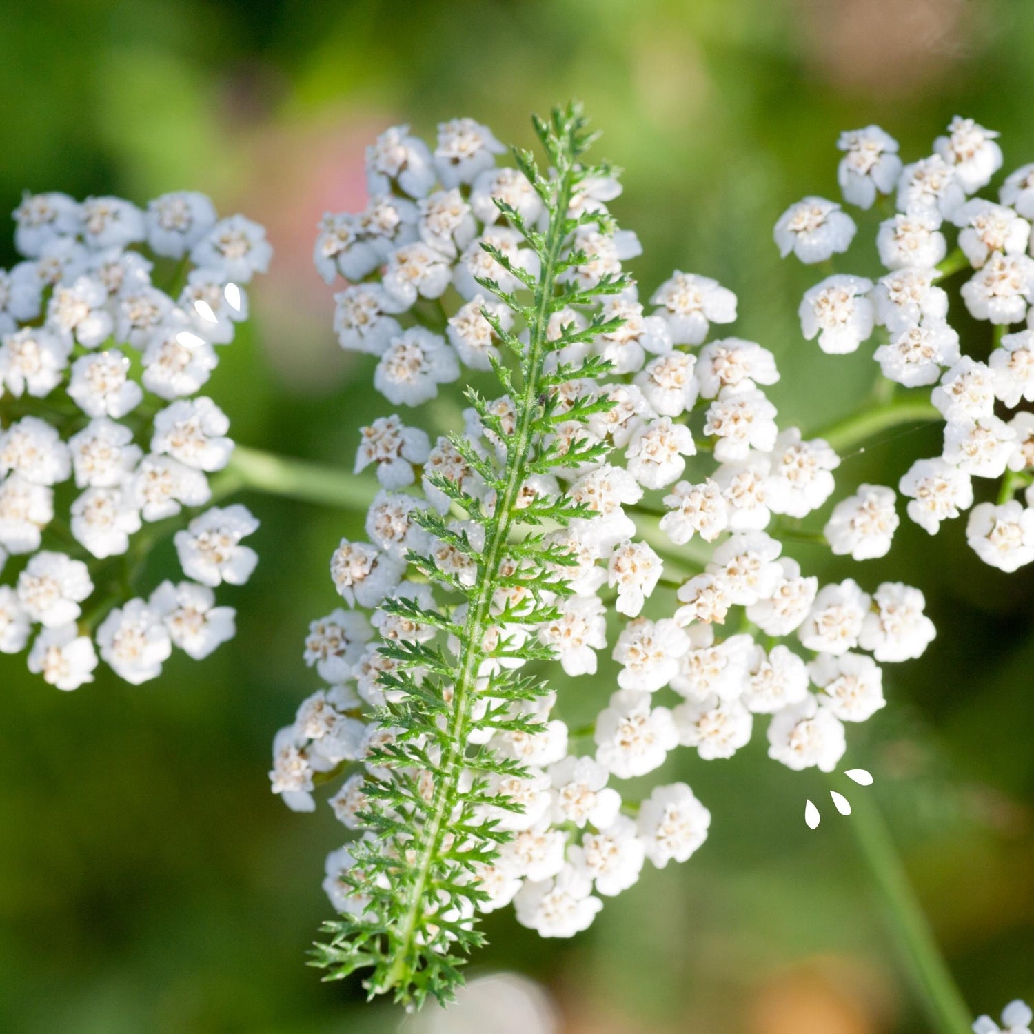 Exclusive-Loose-leaf-Tea-Blends-With-Yarrow-Herbs-holy-tea-amsterdam